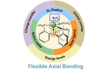 Dinitrogen fixation on transition metal complexes with flexible axial bonding 2025.100831